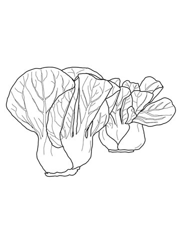 Bok Choy Coloring Page